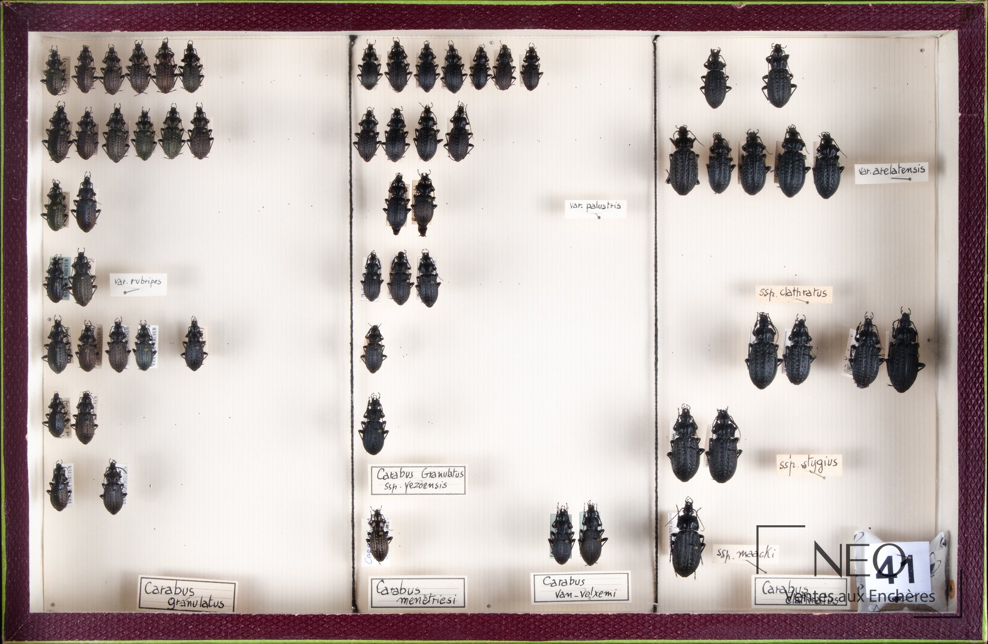 Boîte entomologique de Carabidae paléarctiques avec plusieurs spécimens montés et étiquetés.