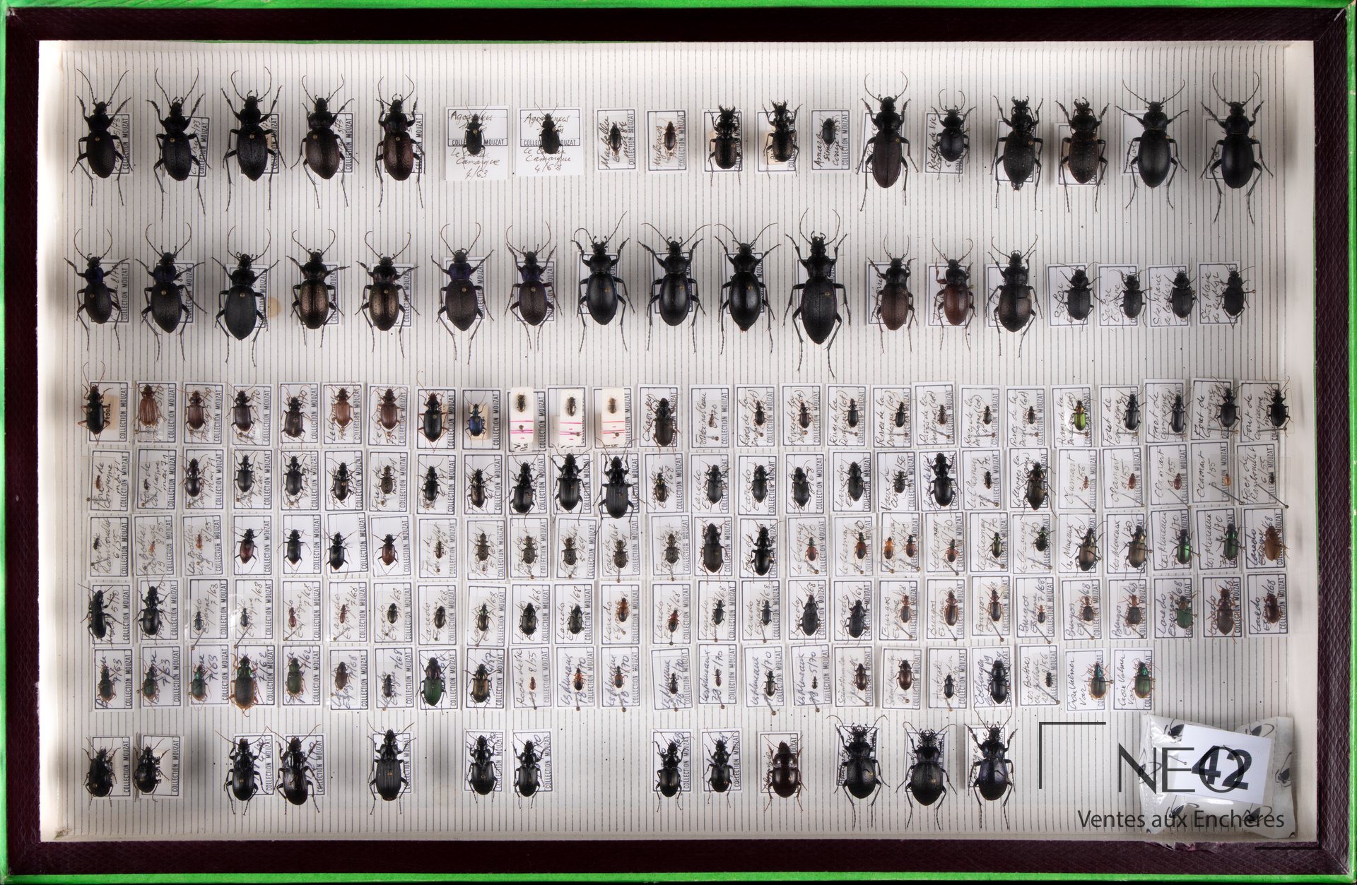Grande boîte d'insectes avec une série de coléoptères montés sur fond rayé et étiquettes manuscrites.