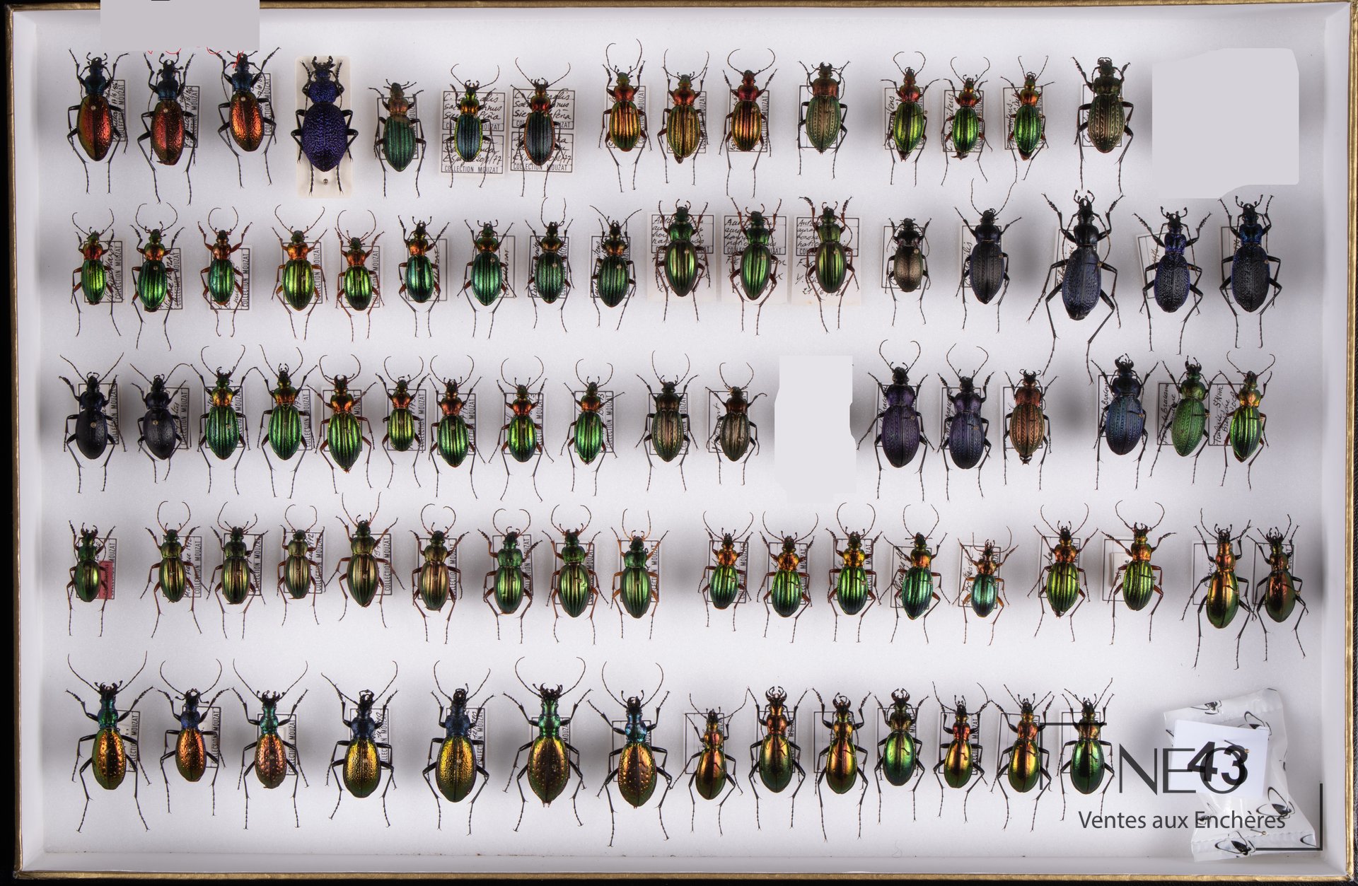 Boîte d’insectes présentant des Carabus aux reflets métalliques et des spécimens noirs montés en rangs.