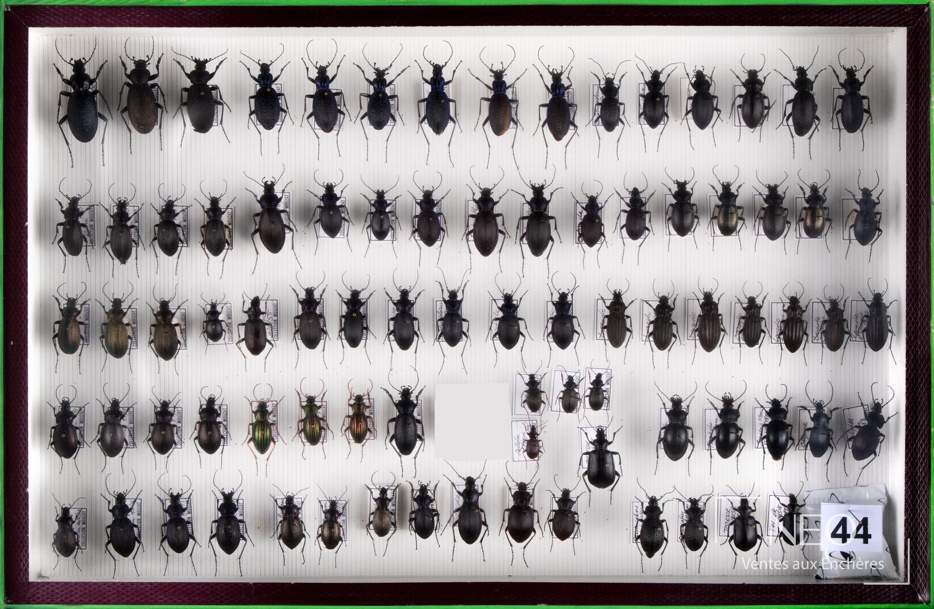 Boîte entomologique de coléoptères colorés, avec spécimens verts, cuivrés et bleus sur fond blanc.